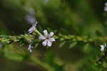 Wing-angle loosestrife